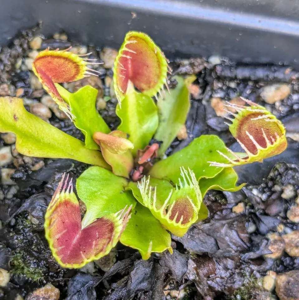 Sweet Leaf Nursery