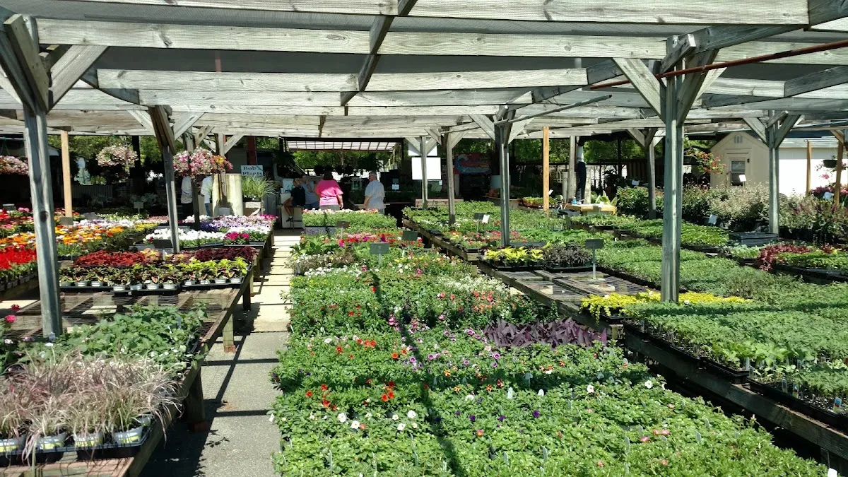 Bobs Plants